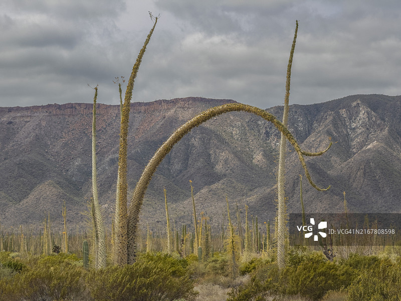 海湾象柱树，位于墨西哥科尔特斯海天使湾外，北美图片素材