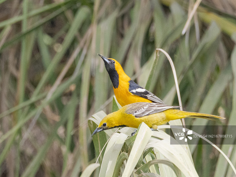 求偶中的一对罩袍鹂，圣何塞德尔卡波，南下加利福尼亚州，科尔特斯海，墨西哥，北美洲图片素材