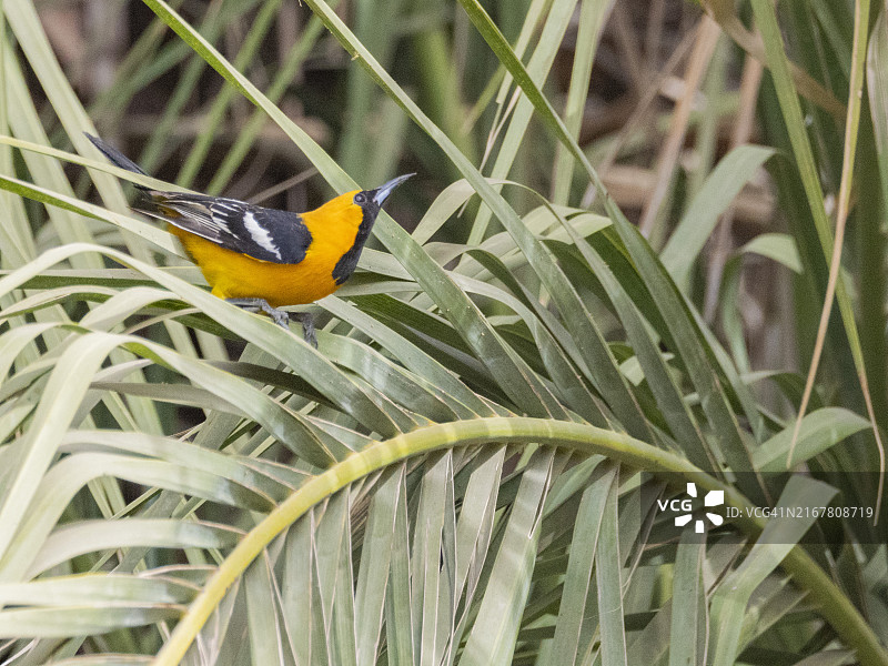 求偶中的雄性罩袍鹂，圣荷西德尔卡沃，南下加利福尼亚州，科尔特斯海，墨西哥，北美洲图片素材