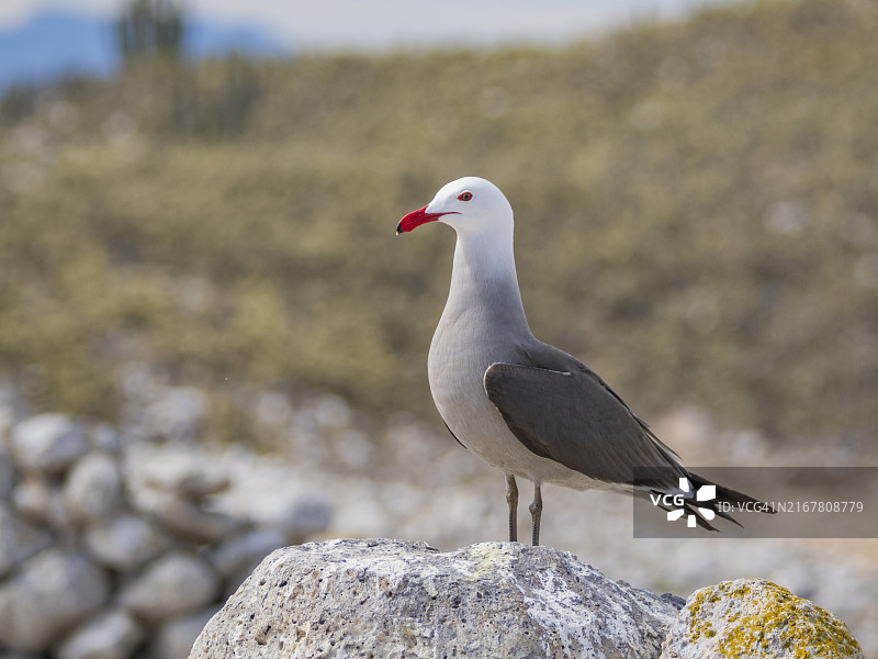 赫尔曼海鸥在拉萨岛繁殖地，加利福尼亚州，科尔特斯海，墨西哥图片素材