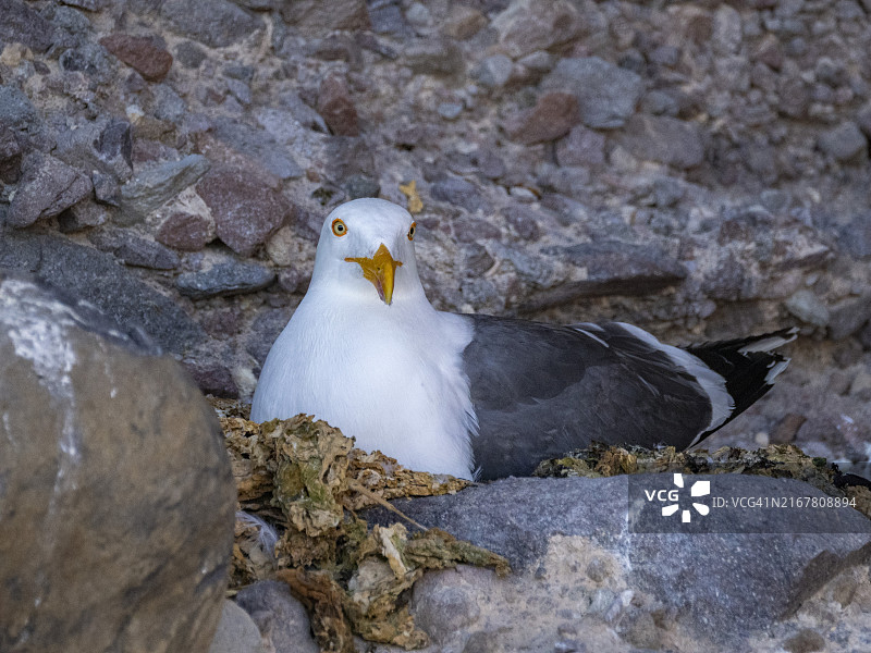 黄脚鸥在圣埃斯特万岛的鸟巢上图片素材