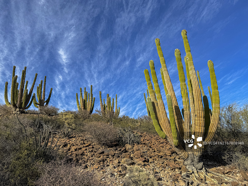 墨西哥巨柱仙人掌（Pachycereus pringlei），在圣埃斯特万岛，下加利福尼亚州，科尔特斯海，墨西哥，北美洲图片素材