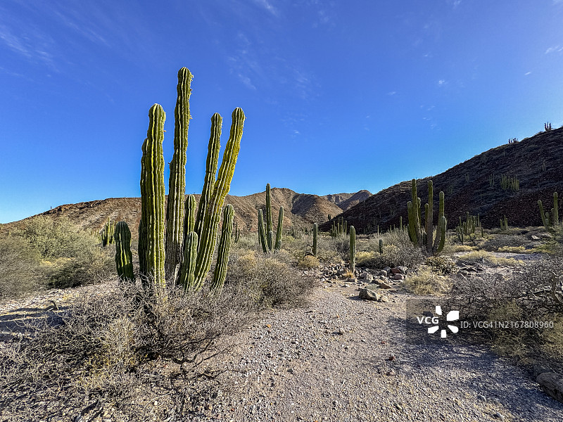 墨西哥巨柱仙人掌(Pachycereus pringlei),在圣埃斯特万岛,下加利福尼亚州,科尔特斯海,墨西哥,北美洲图片素材