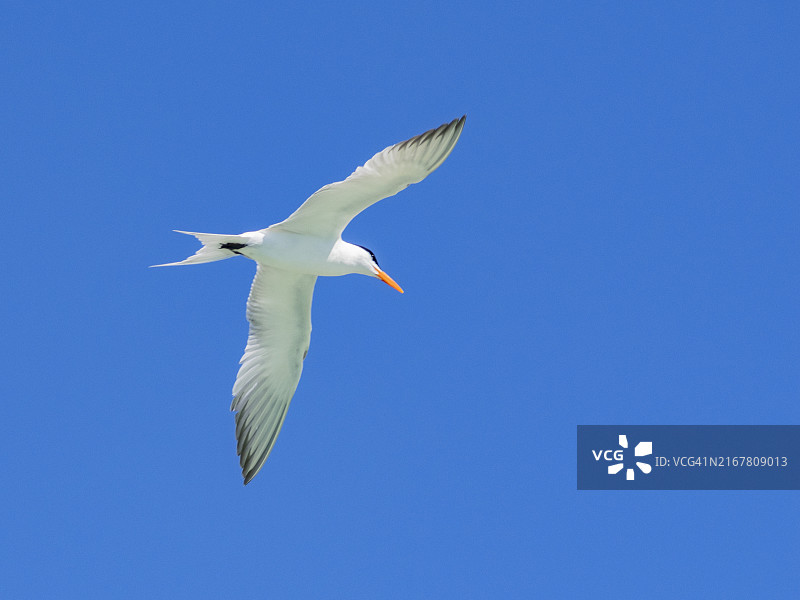 在墨西哥科尔特斯海卡门岛寻找鱼的优雅成年燕鸥图片素材