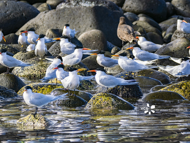 优雅的成年燕鸥，在墨西哥科尔特斯海的拉萨岛繁殖图片素材