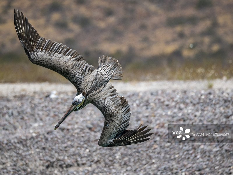 成年棕色鹈鹕俯冲潜水捕鱼，卡门岛，墨西哥下加利福尼亚州南部，北美洲图片素材