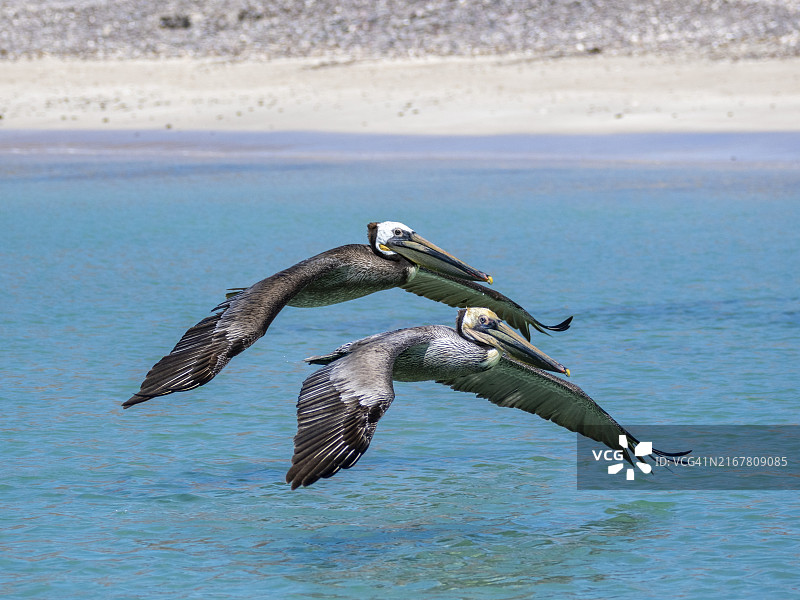 棕色鹈鹕编队飞行，卡门岛，墨西哥下加利福尼亚州图片素材