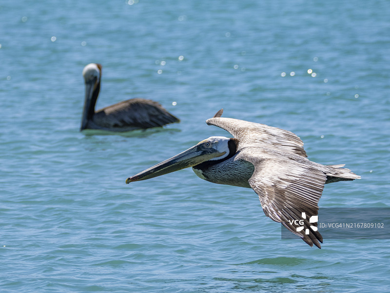 棕色鹈鹕跳水捕鱼图片素材