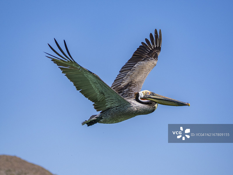 飞行中的棕色鹈鹕，卡门岛，墨西哥下加利福尼亚州图片素材