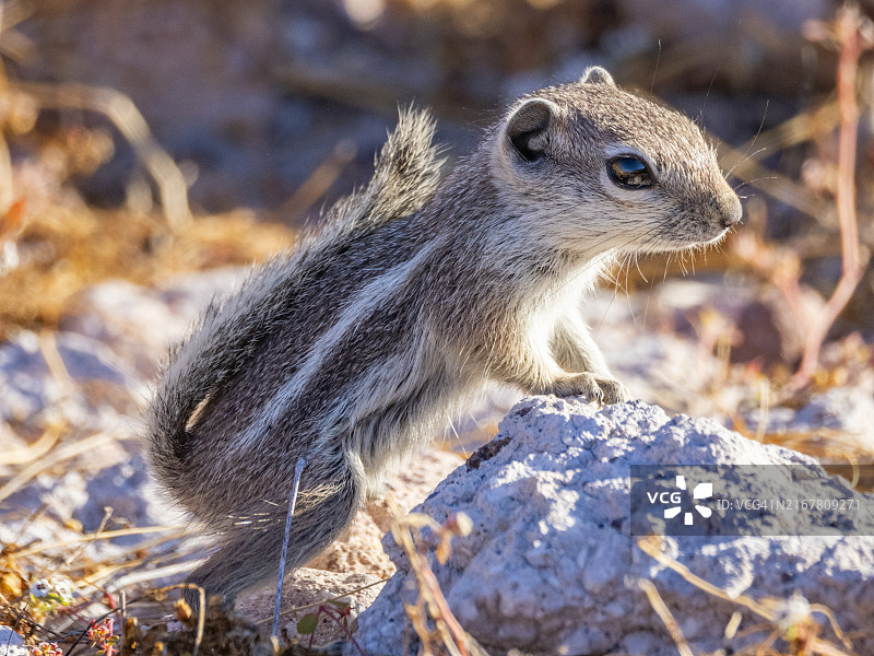 圣埃斯皮里图岛羚松鼠，位于科尔特斯海，墨西哥，北美洲图片素材