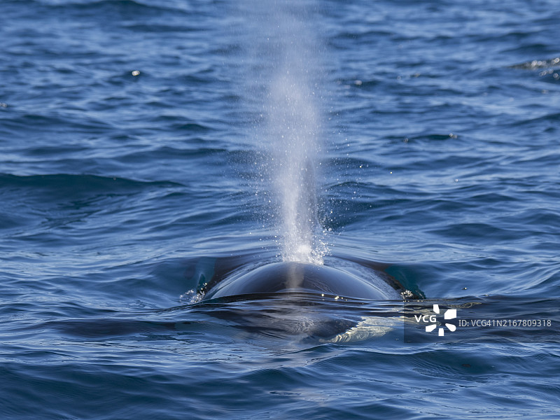 虎鲸群，墨西哥，北美洲图片素材
