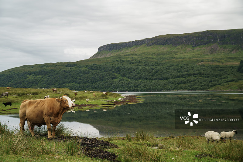 斯凯岛上的高地牛图片素材