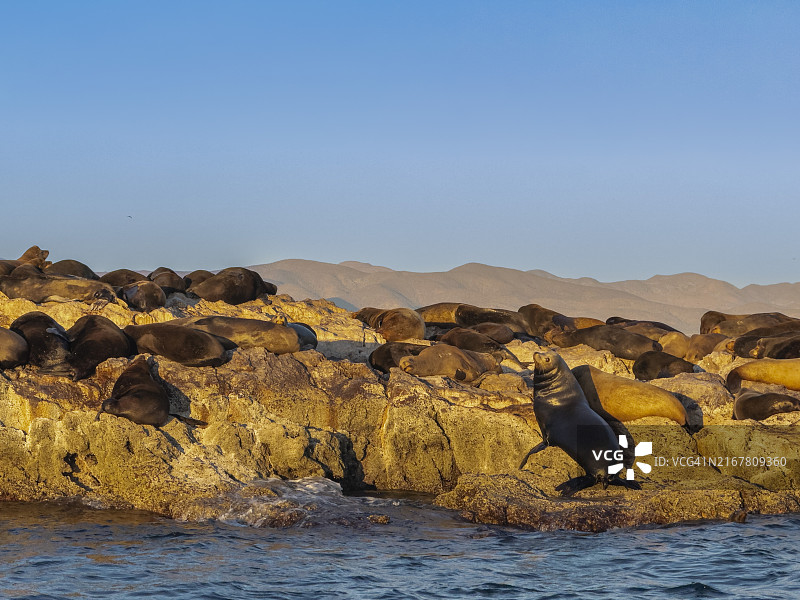 加州海狮在科尔特斯海圣马科斯岛附近小岛上图片素材