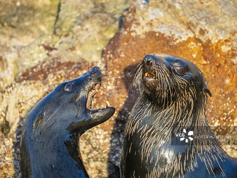 瓜达卢佩海狗，在下加利福尼亚州拉斯阿尼马斯岛的新栖息地，科尔特斯海，墨西哥，北美洲图片素材