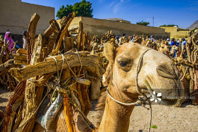 装满木柴的骆驼，厄立特里亚克伦的周一市场图片素材