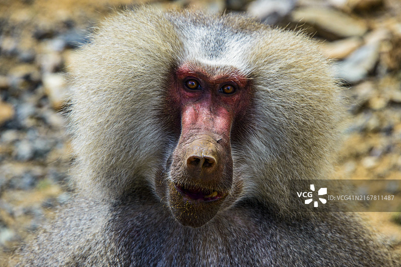 非洲厄立特里亚马萨瓦至阿斯马拉公路上的阿拉伯狒狒图片素材