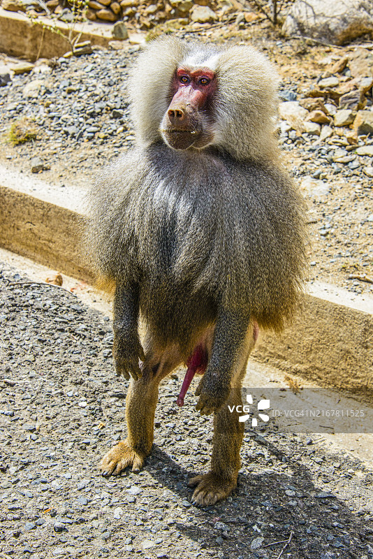 非洲厄立特里亚马萨瓦至阿斯马拉公路上的阿拉伯狒狒图片素材