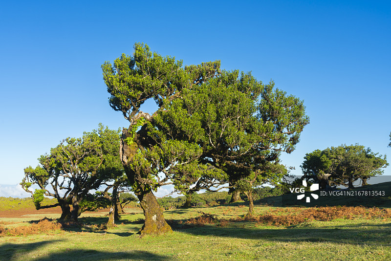 月桂树森林，联合国教科文组织世界遗产，葡萄牙马德拉圣维森特，大西洋，欧洲图片素材