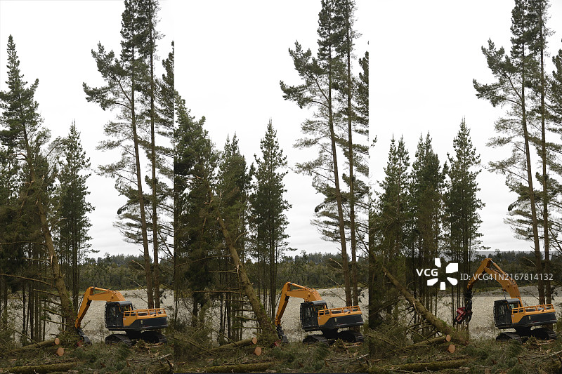 新西兰西海岸外来森林的辐射松树被自动切割机砍伐图片素材