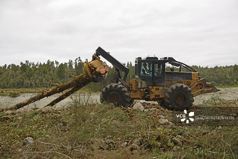 在新西兰西海岸异域森林的磨坊场地，一台集材机正在移除辐射松树图片素材