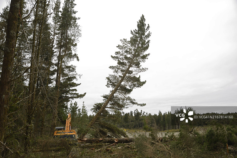 新西兰西海岸外来森林的辐射松树被自动切割机砍伐图片素材