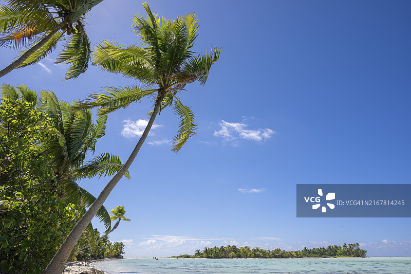 椰子树，鸟类保护区，莫图岛，位于法属波利尼西亚图片素材