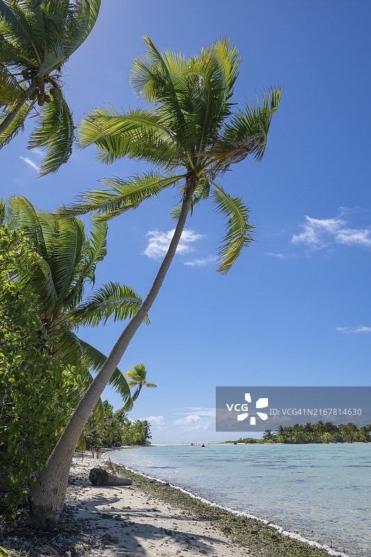 椰子树，鸟类保护区，莫图岛，位于法属波利尼西亚图片素材