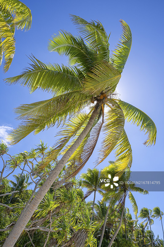 逆光下的椰子树和果实，法属波利尼西亚图片素材