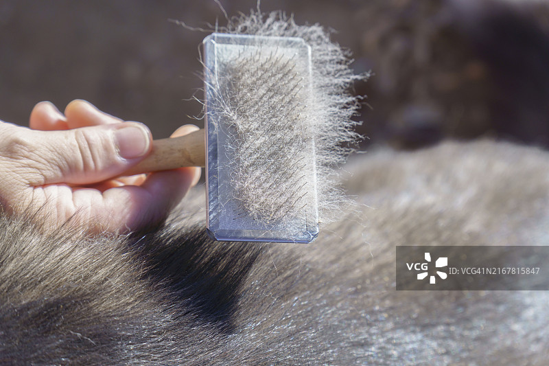 特写：一位女士的手拿着一把满是狗毛的刷子图片素材