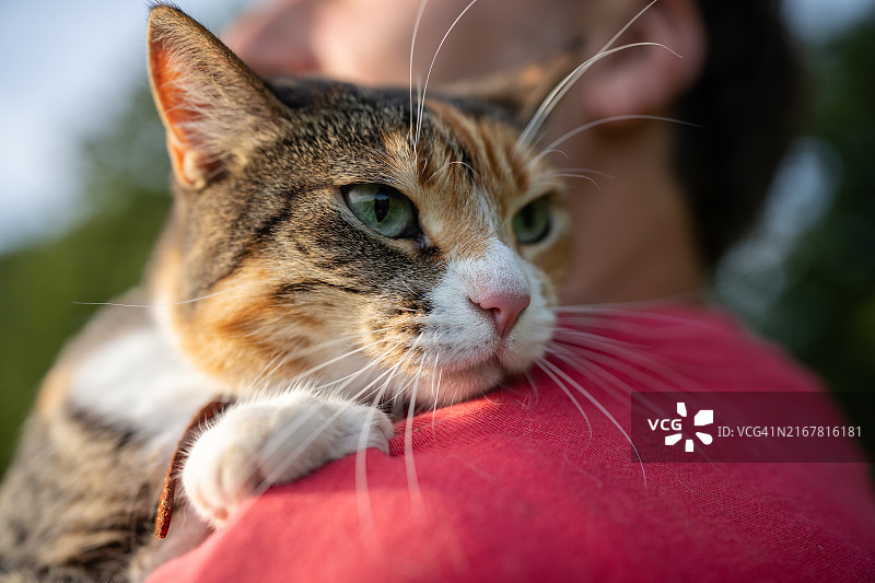 特写：家猫舒适地坐在主人怀里，享受户外新鲜空气图片素材