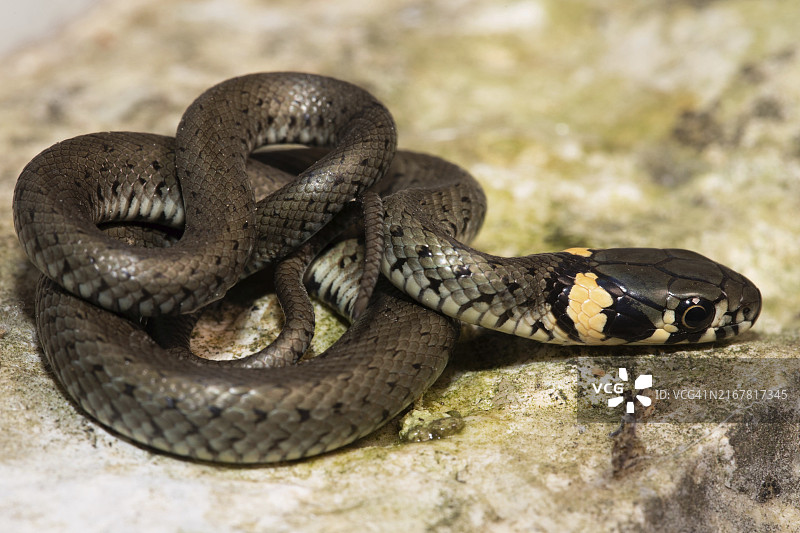 草蛇蜷曲在右侧岩石上图片素材