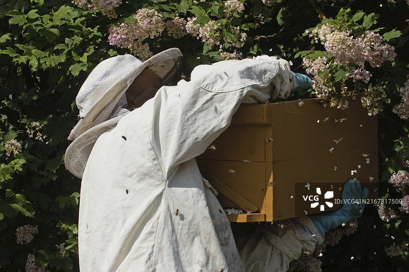 养蜂人穿防护服在灌木丛中捕捉蜜蜂群图片素材