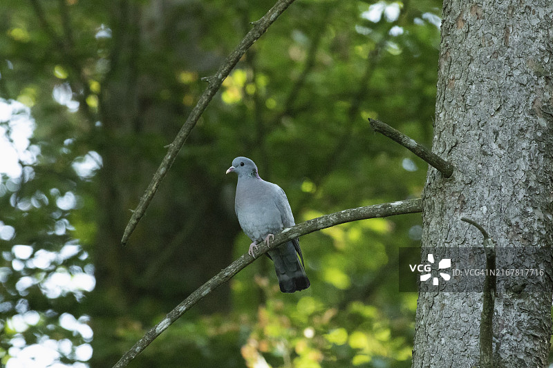 灰林鸽栖息在树枝上，从左前方看图片素材
