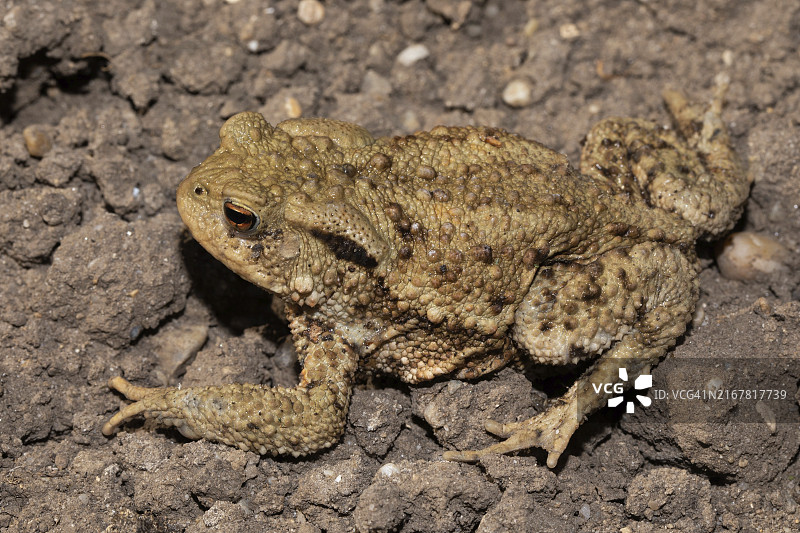 坐在地上向左看的普通蟾蜍图片素材
