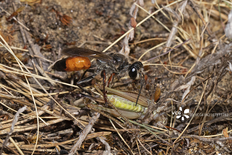 沙 wasp 捕食蚱蜢图片素材