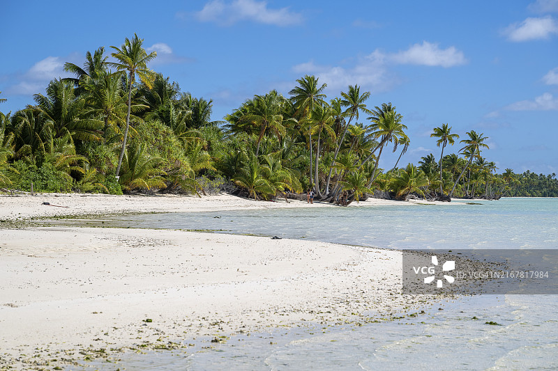 椰子树，泻湖风光（法属波利尼西亚，社会群岛，背风群岛）图片素材