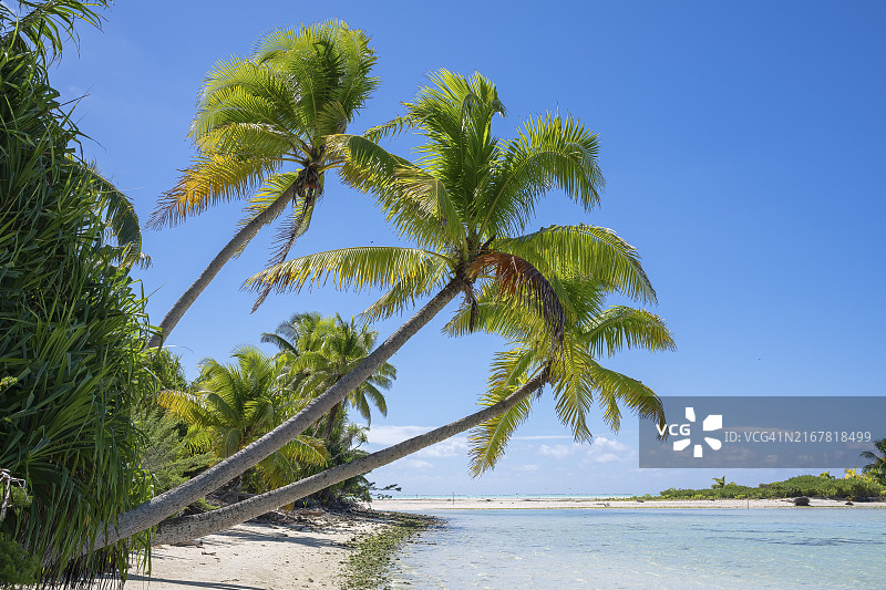 椰子树,三个一组,特蒂亚罗瓦环礁,马龙白兰度岛,法属波利尼西亚,社会群岛,背风群岛,大洋洲图片素材