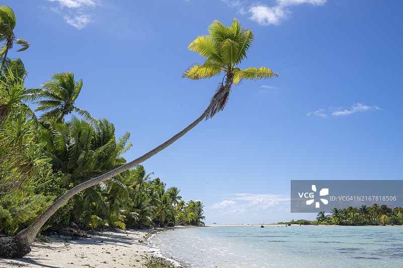 椰子树(Cocos nucifera),其后是带有小岛的沙洲,提提罗阿岛,环礁,马龙·白兰度岛,法属波利尼西亚,社会群岛,背风群岛,大洋洲图片素材