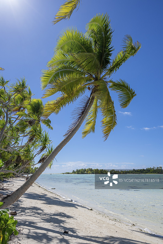 椰子树，逆光，背后是提提亚罗阿岛，法属波利尼西亚图片素材