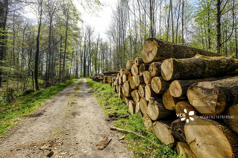 德国基姆湖岛徒步小径树干景观图片素材