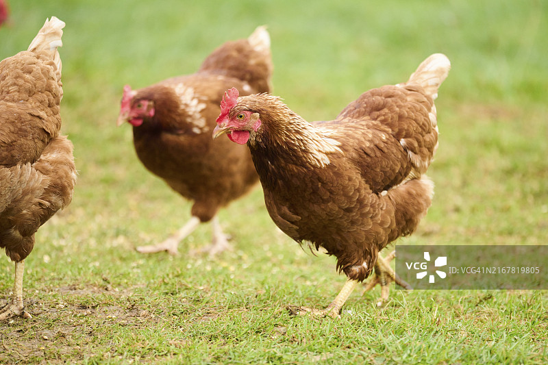 三只棕色鸡在草地行走图片素材