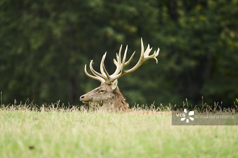 奥地利奥拉赫野生动物园里，一头长着大鹿角的红鹿图片素材