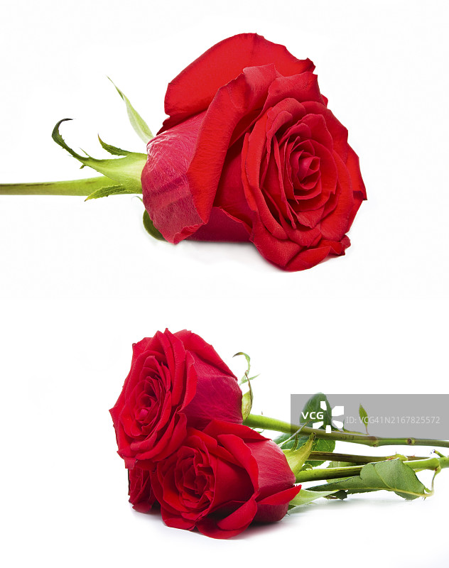 白色背景下的玫瑰花合集图片素材