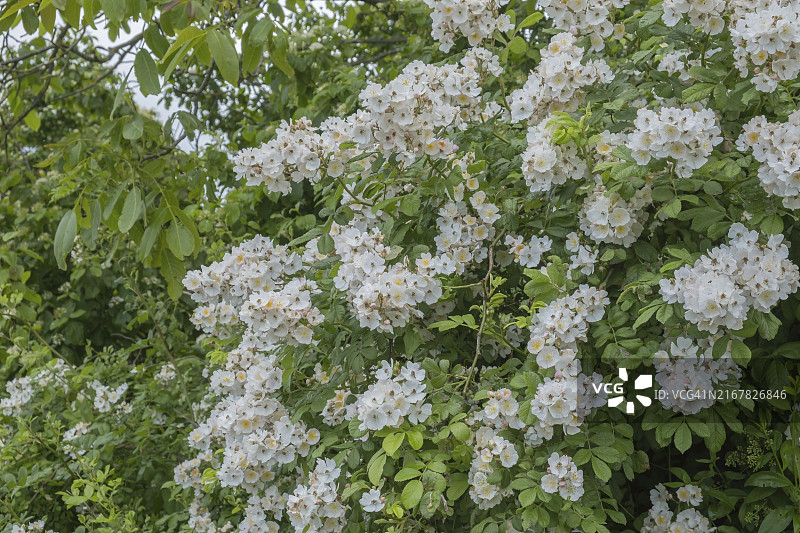 德国莱茵兰-普法尔茨的白色蔓性玫瑰图片素材