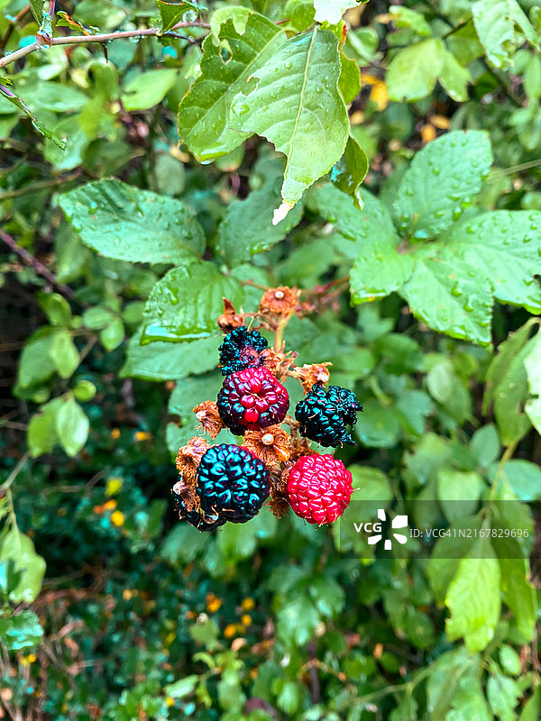 黑莓灌木图片素材