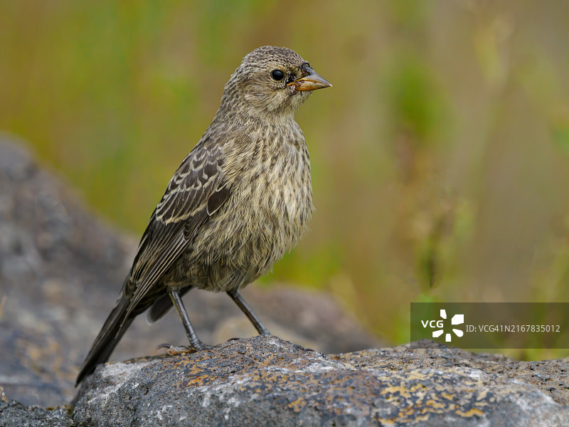 棕头牛鹂雌鸟，绿色岩石背景图片素材