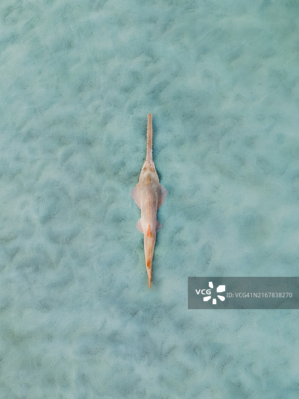 印度洋西澳大利亚金伯利地区锯鳐的无人机航拍图图片素材