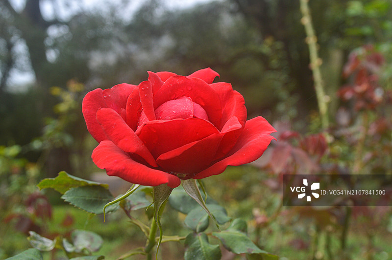花园中盛开的红色玫瑰，自然背景虚化，斯里兰卡乌沃省努瓦拉埃利亚图片素材