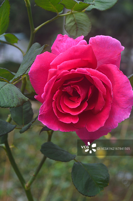 花园自然背景中盛开的红色玫瑰花，斯里兰卡努瓦拉埃利亚，乌沃省图片素材