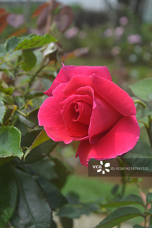 花园中盛开的红色玫瑰，自然背景虚化，斯里兰卡乌沃省努瓦拉埃利亚图片素材